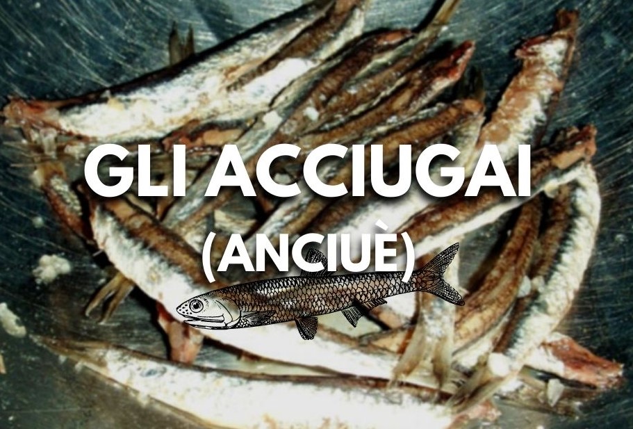 gli acciugai