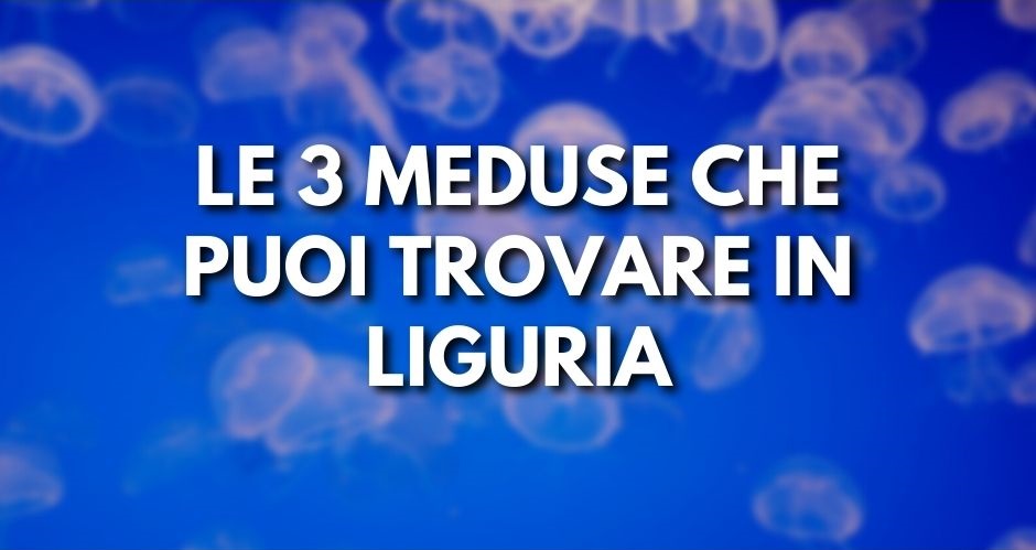 Meduse